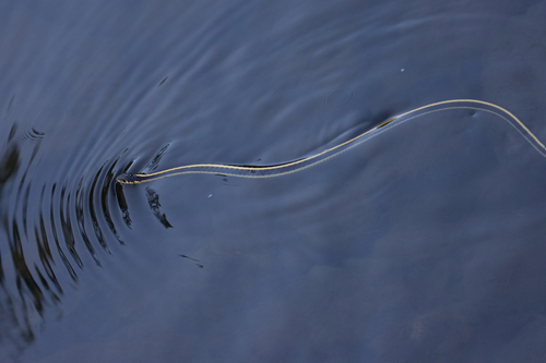 iNaturalist observation photo of Mountain Garter Snake
