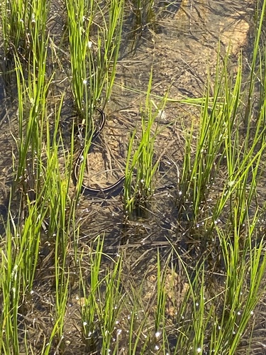 iNaturalist observation photo of Garter Snakes