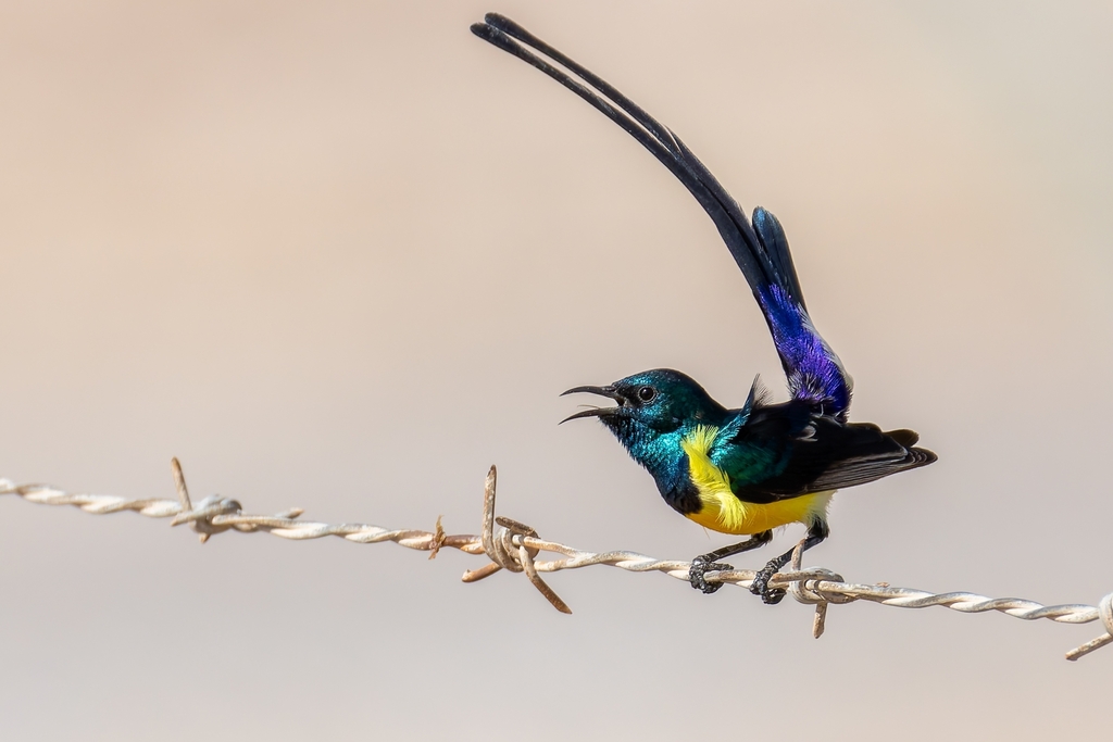 Nile Valley Sunbird photo