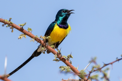 Nile Valley Sunbird