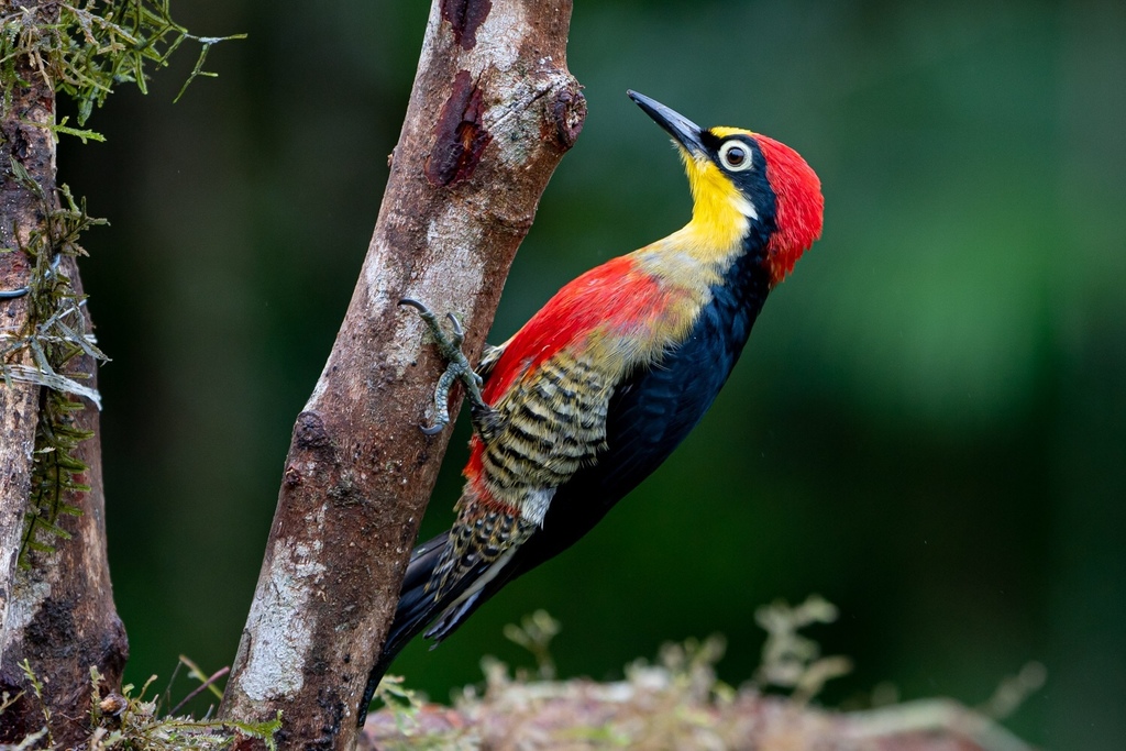 Yellow-fronted Woodpecker photo