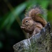 Guianan Squirrel - Photo (c) Joao Quental, all rights reserved, uploaded by Joao Quental