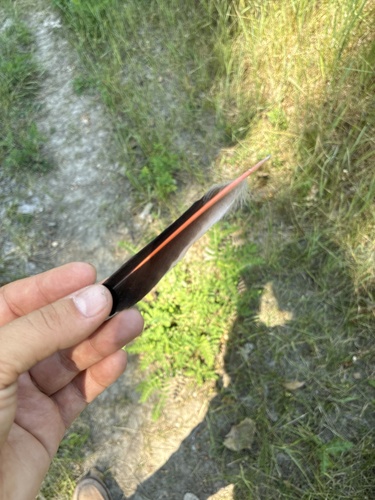 iNaturalist observation 2025-07-21