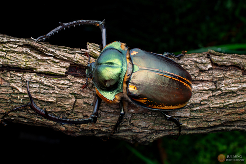 Cheirotonus jansoni · iNaturalist