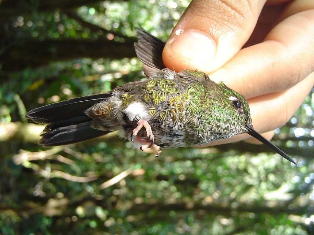 Colorful Puffleg photo