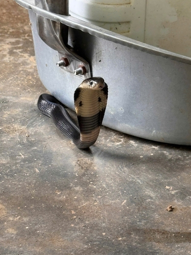 Monocled Cobra