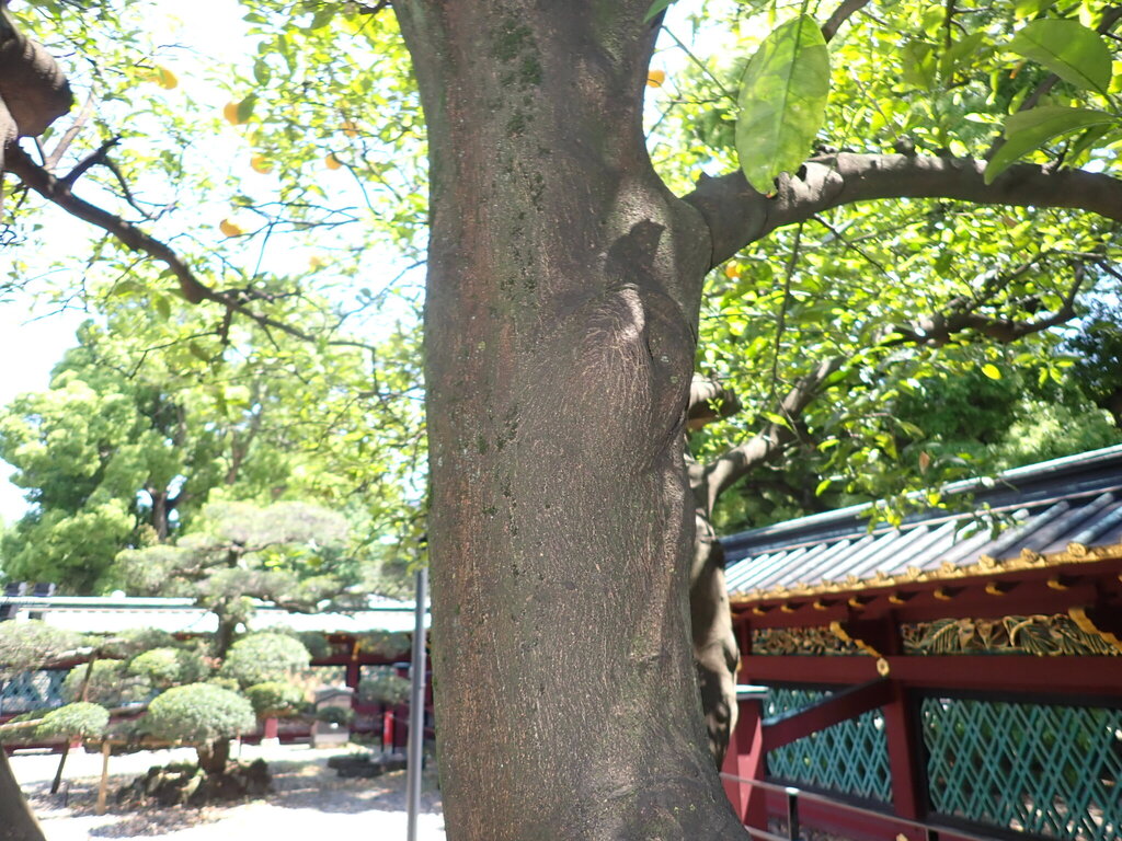 amanatsu (Citrus natsudaidai) · iNaturalist