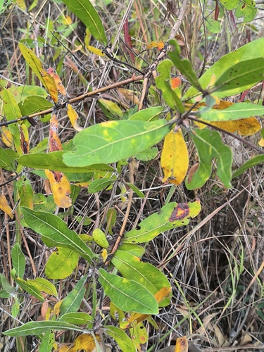 silver terminalia