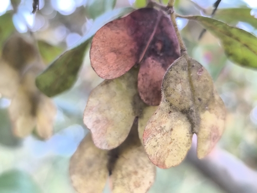 Hymenocardia acida