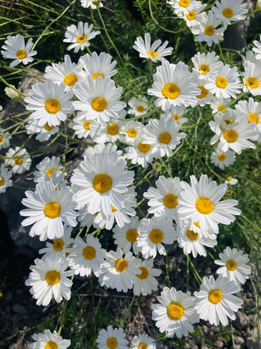 Tanacetum cinerariifolium (Trevis.) Sch.Bip.