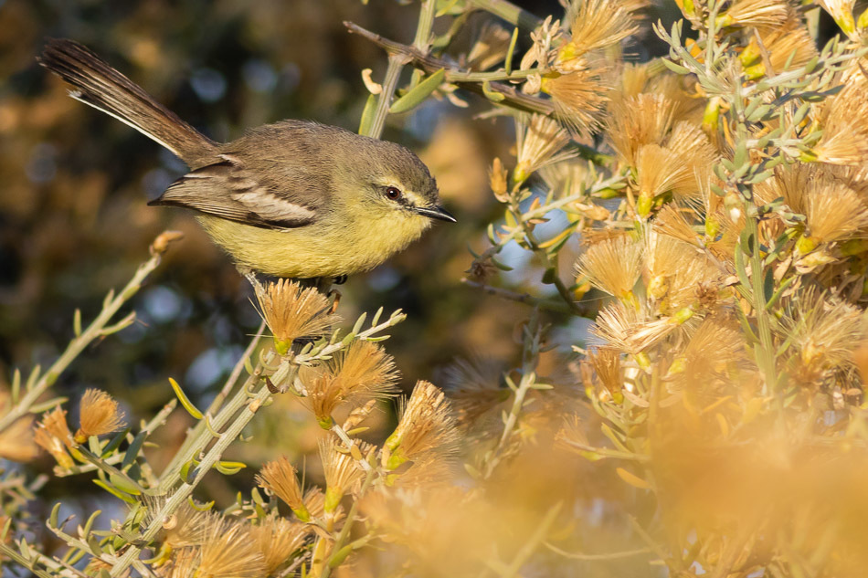 Greater Wagtail-Tyrant photo