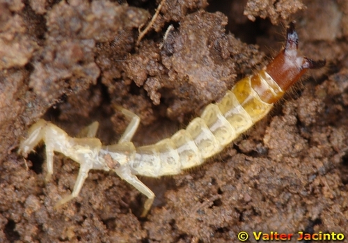 Genus Japyx · iNaturalist