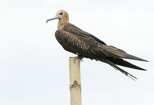 Lesser Frigatebird