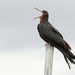 Lesser Frigatebird - Photo (c) David Beadle, all rights reserved, uploaded by David Beadle