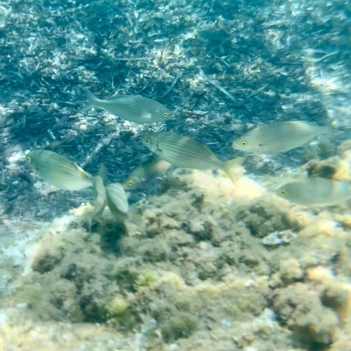 Sarpa salpa