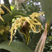 Dendrobium alexandrae - Photo (c) Johnny Wilson, all rights reserved, uploaded by Johnny Wilson