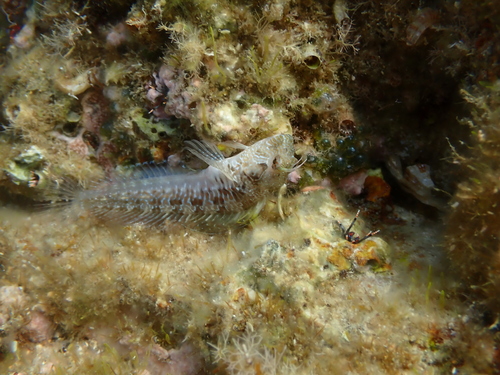 Parablennius incognitus