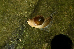 Megaustenia imperator image