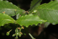 Psychotria subsessilis image