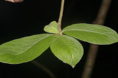 Chomelia spinosa image