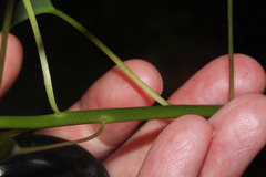 Image of Euphorbia hoffmanniana