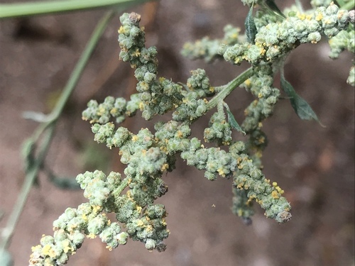 Chenopodium albescens