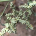 Chenopodium albescens - Photo (c) Frances, todos los derechos reservados, subido por Frances