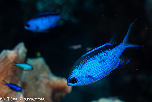 Blue Chromis