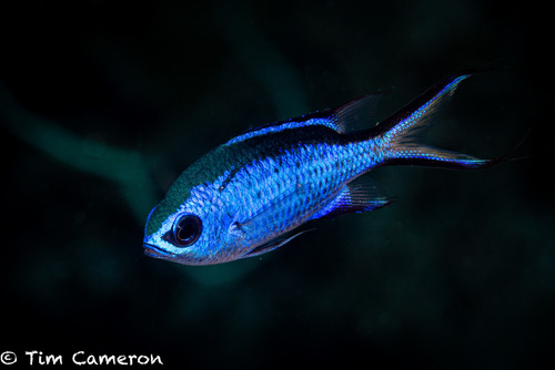 Blue Chromis