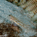 Patch-reef Goby - Photo (c) Tim Cameron, all rights reserved, uploaded by Tim Cameron
