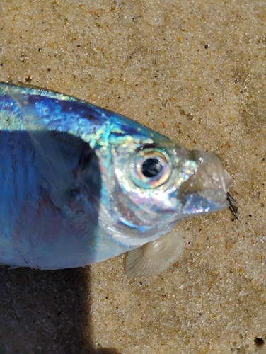Chloroscombrus chrysurus