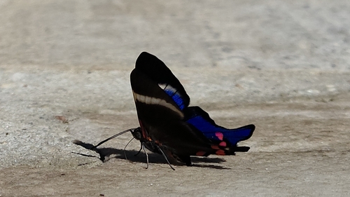 Periander Metalmark