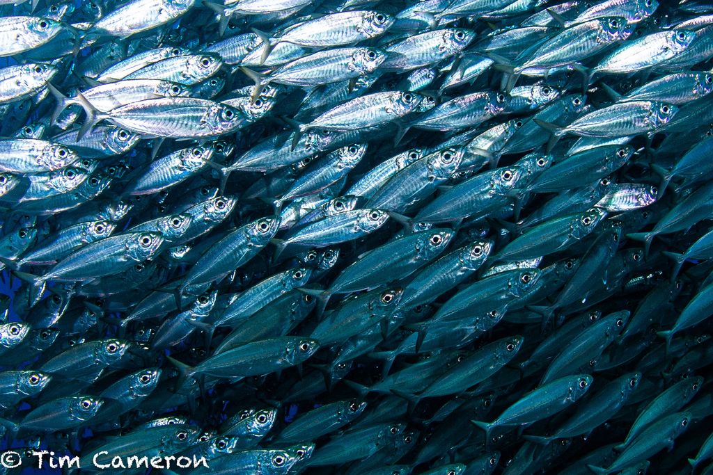 Bigeye Scad from Curaçao on October 3, 2019 at 01:44 PM by Tim Cameron ...