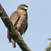 Sulawesi Serpent-Eagle - Photo (c) David Beadle, all rights reserved, uploaded by David Beadle