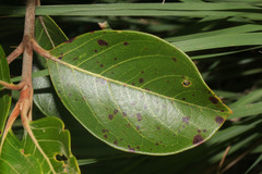 Byrsonima crassifolia image