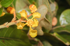 Byrsonima crassifolia image