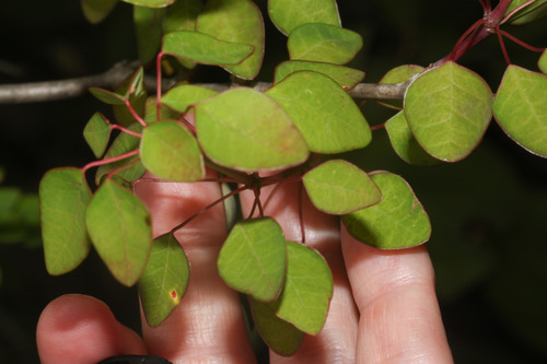 Euphorbia hoffmanniana