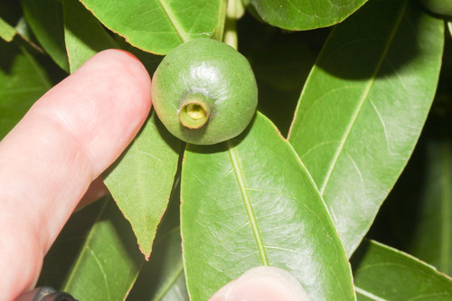 Alibertia edulis