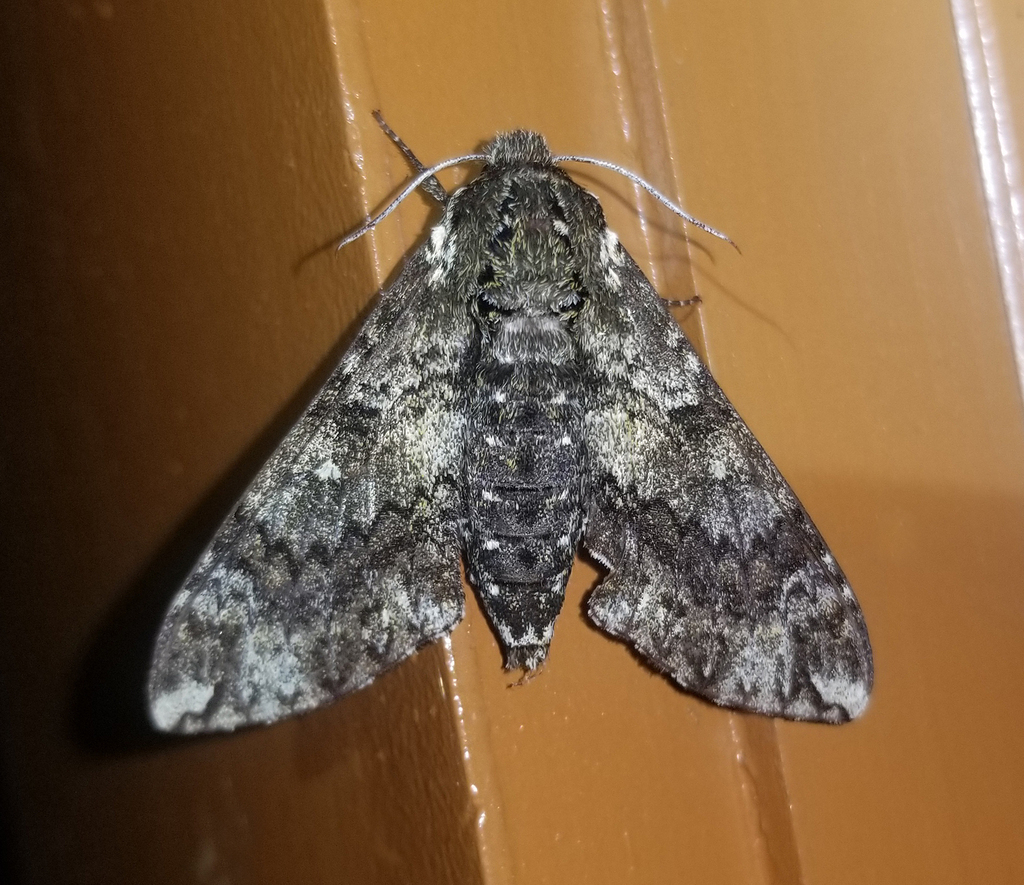 Pawpaw Sphinx from Fentress County, TN, USA on July 21, 2025 at 09:48 ...
