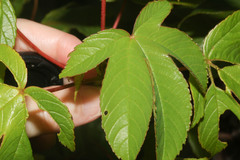 Cochlospermum vitifolium image
