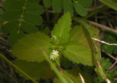 Croton hirtus image