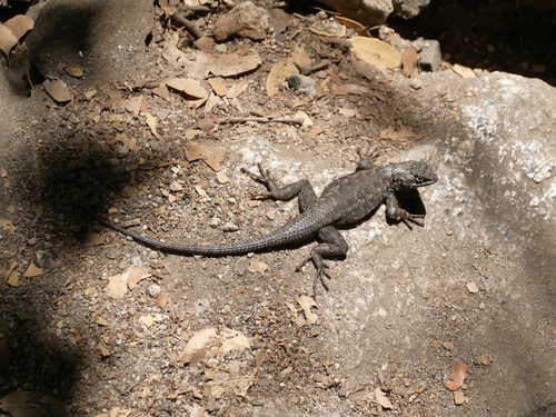iNaturalist observation photo of Western Fence Lizard