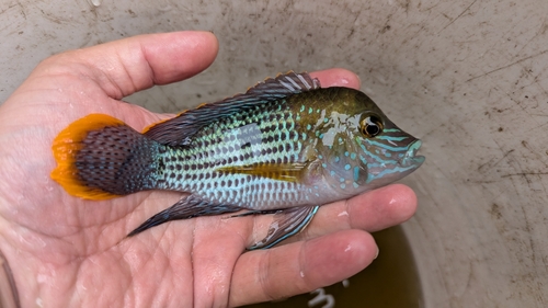 Andinoacara rivulatus
