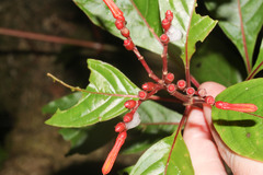Hamelia patens image