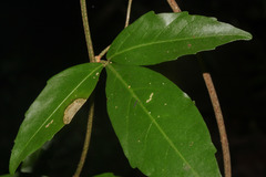Image of Serjania racemosa