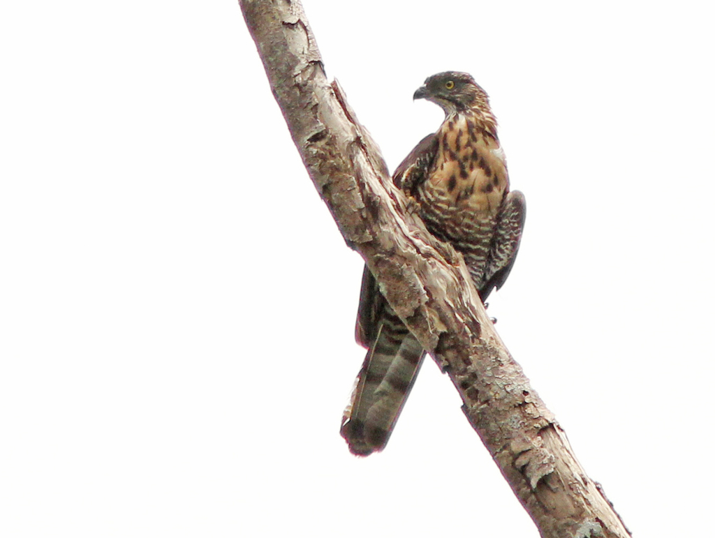 Sulawesi Honey-buzzard photo