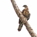 Sulawesi Honey-Buzzard - Photo (c) David Beadle, all rights reserved, uploaded by David Beadle