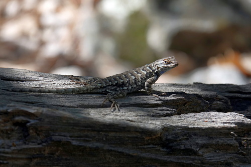iNaturalist observation photo of Western Fence Lizard