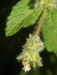 Croton hirtus image