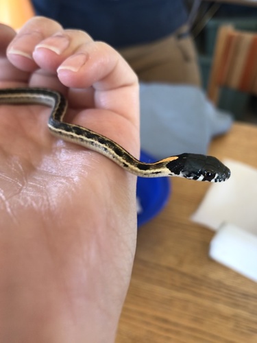 Black-necked Gartersnake